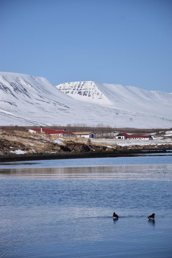Skjaldarvík Guesthouse Akureyri Exterior foto